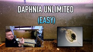 How I Raise Daphnia Water Fleas And You Can Too [upl. by Teri]