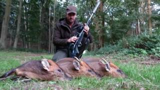 Muntjac Stalking [upl. by Cavallaro]