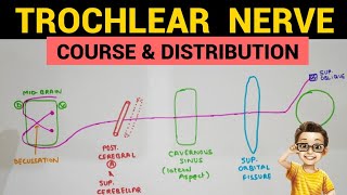 Straightening of Lumbar Spine Loss of Lumbar Lordosis Treatment How to Correct Lumbar Curvature [upl. by Dolph]