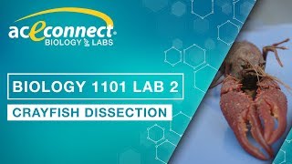 Biology Lab  Crayfish Dissection [upl. by Ahsatal]