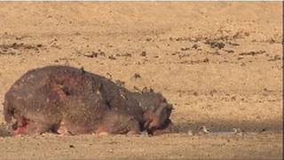 Poor Mama Hippo  Nat Geo Wild [upl. by Erinna]