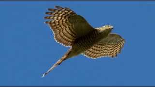 Sparrowhawk Bird Call Bird Song [upl. by Inej598]