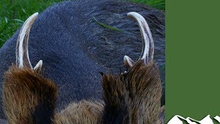 Muntjac stalking in Bedfordshire [upl. by Niajneb]