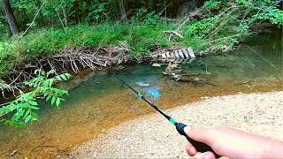 Action Packed Small Creek Fishing [upl. by Mita]