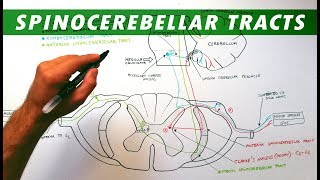 Spinocerebellar tracts  Neuroanatomy Tutorial  Ascending pathways [upl. by Carlo787]