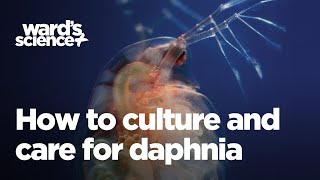 Caring and Culturing for Daphnia [upl. by Kan]