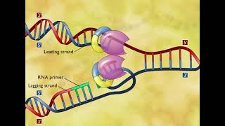 DNA Replication 3D Animation [upl. by Odnamla]