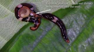 Predatory Flatworm Hunting Snails [upl. by Philbert]