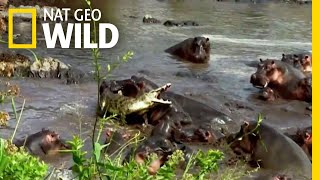 Hippo vs Crocodile  Nat Geo Wild [upl. by Etteniuqna]