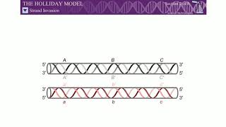 Recombination Holliday Model English version [upl. by Norraf728]