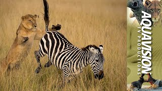 Lioness Chase Zebra During Migration 🦁🏆🦓🚫 [upl. by Akimik]