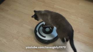 Cat shows HOW TO use iRobot Roomba Vacuum [upl. by Aidnyc]