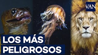 Los 10 animales más PELIGROSOS del mundo [upl. by Nayd576]