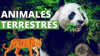 Los ANIMALES TERRESTRES cómo son ejemplos y características🦁 [upl. by Allix]