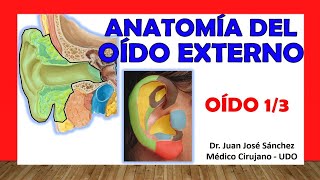 🥇 OÍDO 13 Anatomía del OÍDO EXTERNO Fácil Rápida y Sencilla [upl. by Yecies875]