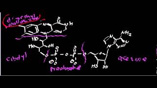 Biochemistry  Succinate Dehydrogenase Complex II [upl. by Ivan]