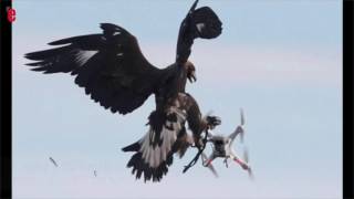 Larmée française entraîne des aigles à intercepter des drones [upl. by Yorle]