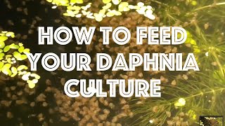 How To Feed Your Daphnia Culture [upl. by Kawasaki]