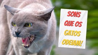 Sons para gatos [upl. by Giacopo919]