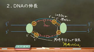 おうち生物 18 複製のしくみ （詳細欄に訂正あります！） [upl. by Inalaek621]