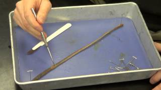 Earthworm Dissection [upl. by Teodoro]