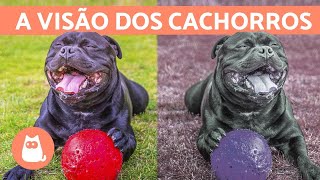 Como os CACHORROS ENXERGAM e quais cores eles veem [upl. by Ominoreg537]