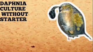 HOW TO CULTURE DAPHNIA NATURALLY WITHOUT A STARTER [upl. by Yssenhguahs154]