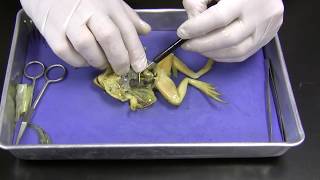 Frog Dissection [upl. by Calabresi]