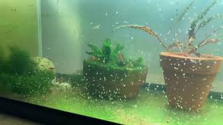 Daphnia Culturing Snails or no snails [upl. by Locklin]