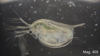 Daphnia magna under the Microscope [upl. by Nois]