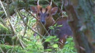 Calling in muntjac deer using a buttolo [upl. by Alley675]