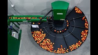 Apple sorting machine Green Sort Vision work and production [upl. by Adriena]