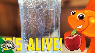 How to culture Vinegar Eels The EASY Way Live Fish Food [upl. by Anida]