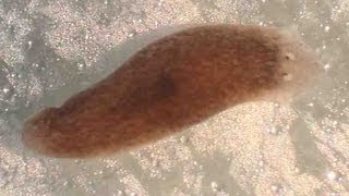 Planaria Flatworm Regeneration amp Movement [upl. by Alrac]