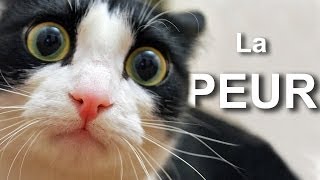 LA PEUR  PAROLE DE CHAT [upl. by Irakab788]