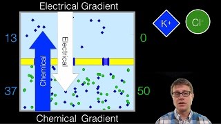 Electrochemical Gradient [upl. by Alli747]