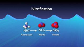 Nitrogen Removal Basics [upl. by Ayoj]