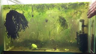 Scuds Daphnia Cherry Shrimp Copepods My aquatic food culture [upl. by Deni]