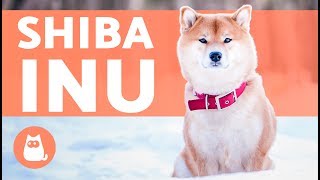 El perro shiba inu [upl. by Lalla228]