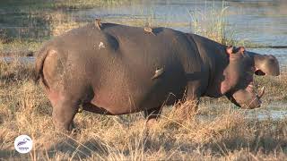 Symbiotic Relationship Hippos and Oxpecker Birds in Nature’s Dance [upl. by Highams618]