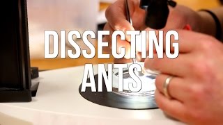 Dissecting Ants [upl. by Terbecki]