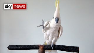 This cockatoo sure can dance [upl. by Bert356]