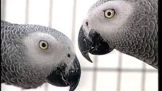 African Grey Parrots  Care and Breeding  Part 1 Full [upl. by Fowler792]