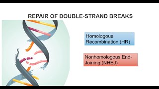 DNA Double Strand Breaks And Repair Systems Part 2 [upl. by Sirahc876]