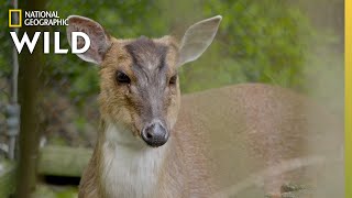 The Barking Deer  Secrets of the Zoo [upl. by Catha]