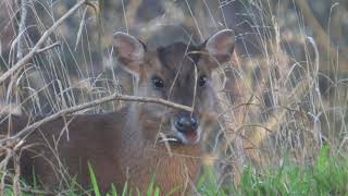 Muntjac Deer  The British Mammal Guide [upl. by Ackerley]