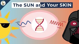 How UV Rays Damage Skin [upl. by Franciska]