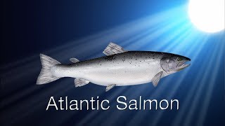 Species in the Spotlight Atlantic Salmon [upl. by Omar]