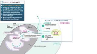 Introduction to Ferrous and NonFerrous Metals [upl. by Plate]