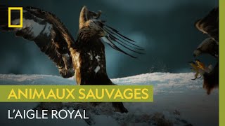 Majestueux aigle royal [upl. by Kaye950]